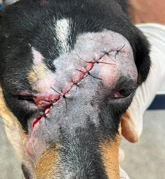 Crueldade contra animais revolta moradores de Jaru após cachorra ser encontrada com ferimento grave na cabeça
