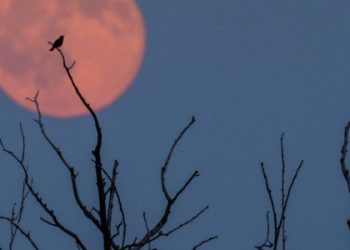 O que é lua de morango? Fenômeno poderá ser oferecido hoje no Brasil