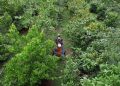 Como a floresta em pé virou fonte de renda para produtores em Rondônia