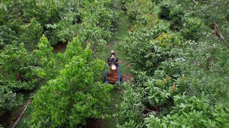 Como a floresta em pé virou fonte de renda para produtores em Rondônia