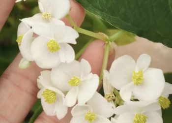 Flor comestível? Conheça Plantas Alimentícias Não Convencionais encontradas em RO