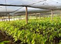 Incentivo ao produtor rural: Prefeitura de Jaru amplia produção de mudas de cacau no Viveiro Municipal