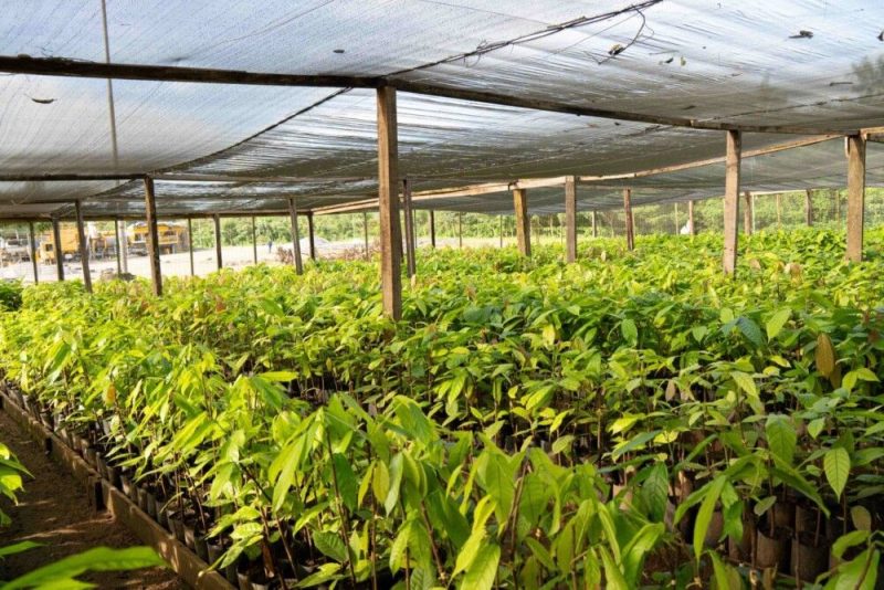 Incentivo ao produtor rural: Prefeitura de Jaru amplia produção de mudas de cacau no Viveiro Municipal