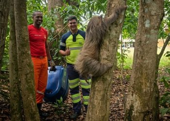 Preguiça resgatada à beira da morte na BR-364 se recupera e volta à natureza